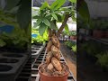 Tree #🌳 #tree #treending #gardening #gardeningtips
