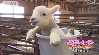 “スクスク”と・・・マザー牧場で羊の出産ラッシュ(17/02/19)