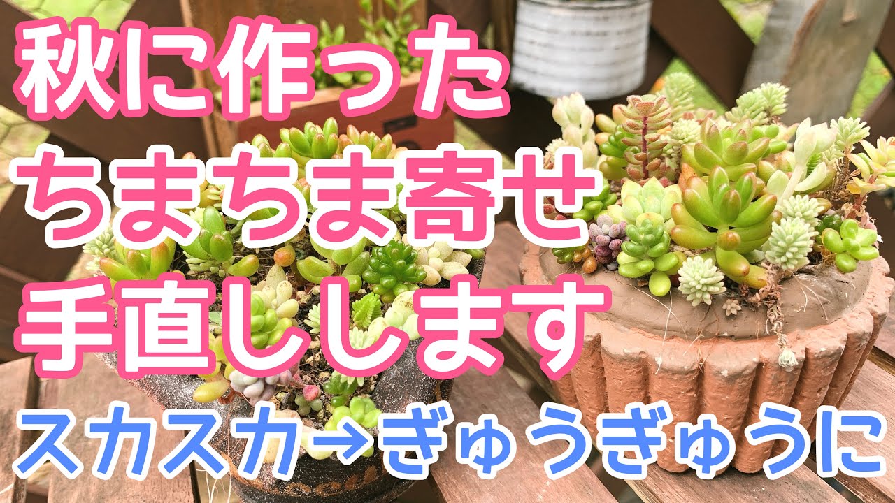 vlog256】【多肉植物】秋に作ったちまちま寄せを手直しします🪴紅葉時