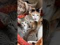 #cat #lifeisbutadream #kitten #ihavethisthingwithplants #animals #whowillbemylifepartnerta