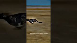 Tiger running towards deer 🐅🦌Fast chase in the wild jungle 🌿Power, speed &amp; survival of nature 🌍