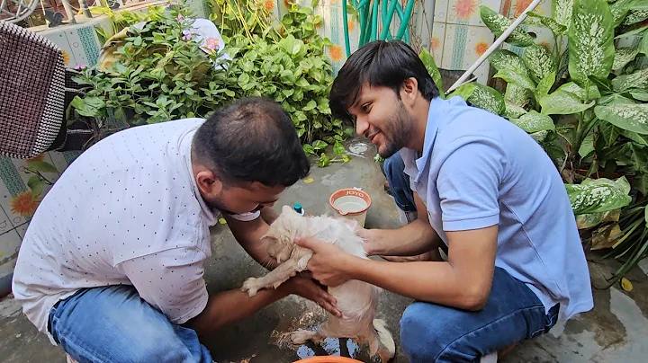 Video 10917641: persian cat bathing
