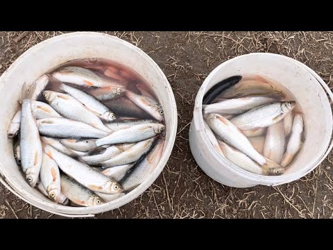 ტობზე თევზაობა სამეგრელოში მდინარე ხობისწყალზე