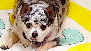 Lu-Seal The Chihuahuas Inspiring Weight Loss Story