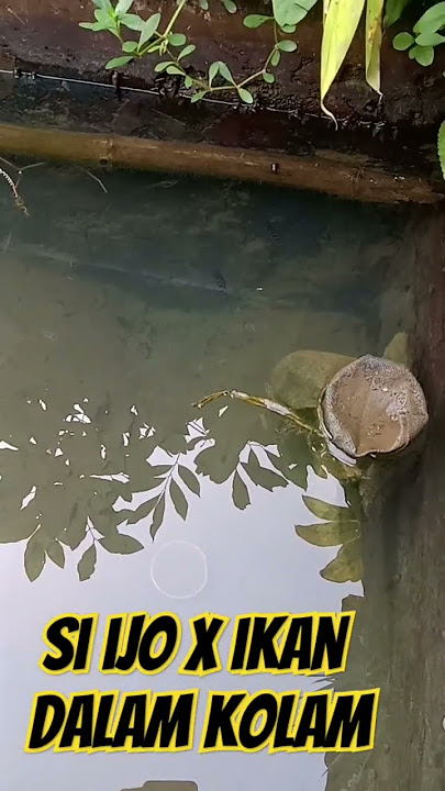 ikan dalam kolam #storywa