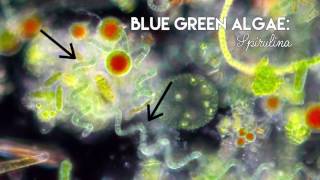 Microscopic Pond Life