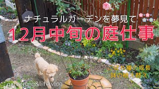ナチュラルガーデン作り】12月の庭と花/こぼれ種の成長/春を待つ