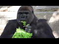 Inside the San Diego Zoo and Safari Park during the COVID-19 pandemic