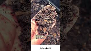 How To Tell When Your Compost is Done