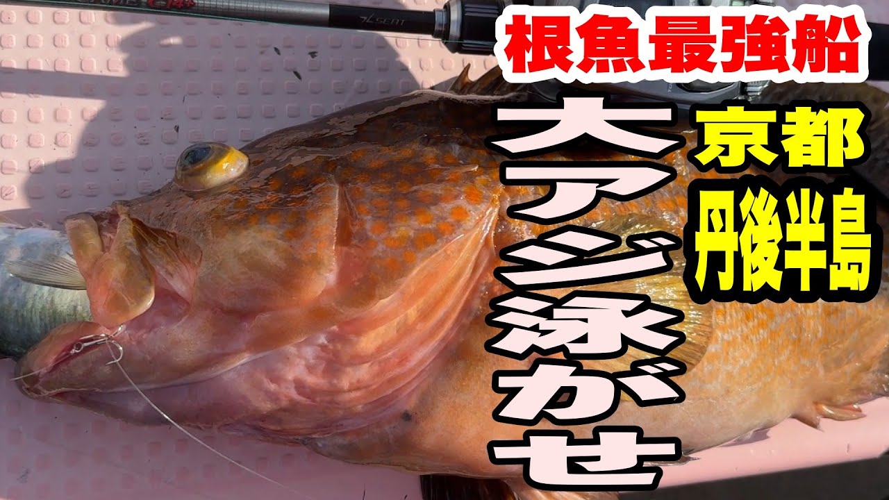 《京都・裕凪丸》丹後半島の最強シーズン到来！生きアジ飲ませで“特大アコウ”を引きずり出せ！2025 11 23