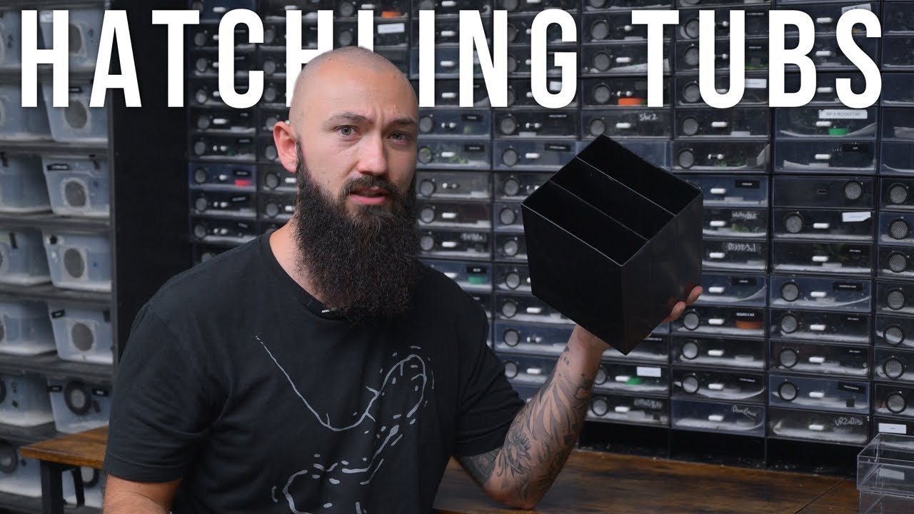 Маленькие ванночки для маленьких бананоедов!