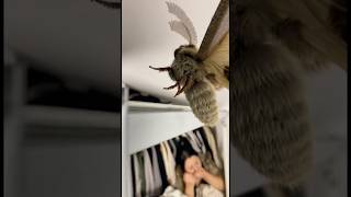 Міль Завелася В Шафі