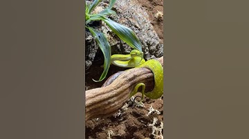 Green tree Python enclosure PT 2!! #reptiles #snake #greentreepython #bioactive #snakes #background