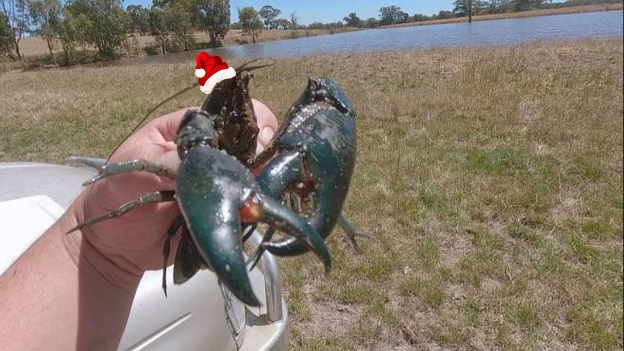 Catching a feed of yabbies for Christmas!