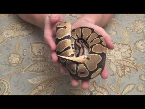 Specter Ball Python Unboxing