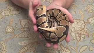 Celebrity Specter Ball Python Unboxing Profile