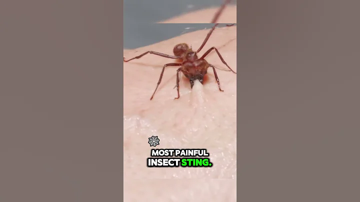 TOP 5 MOST DANGEROUS INSECTS ON THE PLANET #animals #insects #shorts