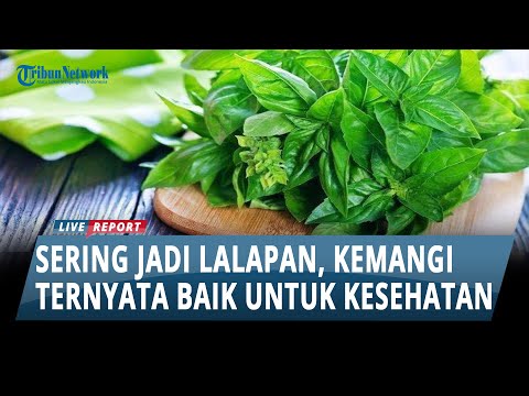 Daun Kemangi Untuk Kesehatan