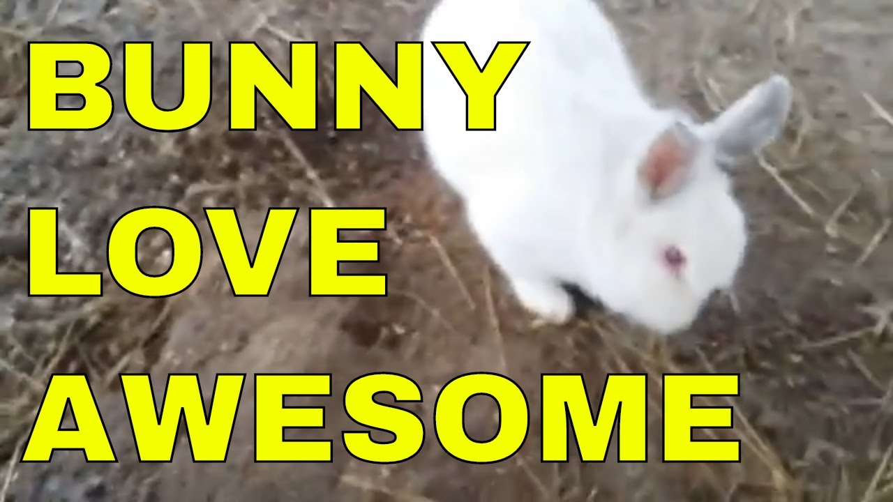 homesteading in nevada "Fred the Rabbit" that thinks he's a rooster.