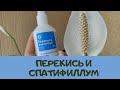 Женское счастье (спатифиллум) уход, мои секреты