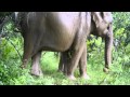 Ass scratching elephant
