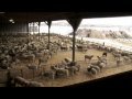 Ontario Lamb Farming