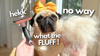 Funny Pug Reaction Bath Time Dog Vlog