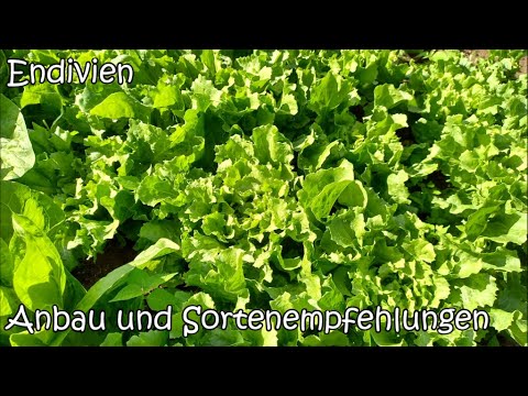 Mein Tomatengarten - Sortenempfehlungen \u0026 Probleme 2022, Freiland- , Gewächshaus- \u0026 Balkontomaten