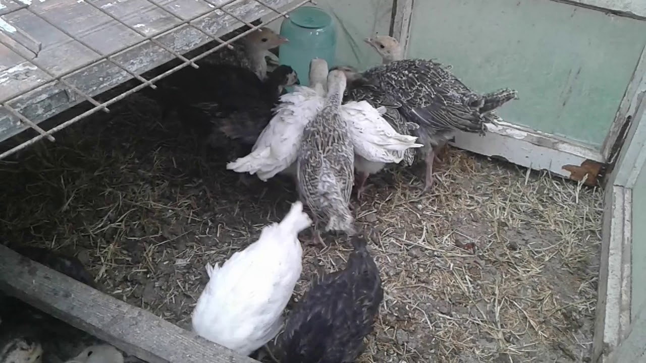 Hinduska Balalari #40