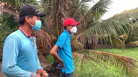 Giao Ốc Bươu Đen Giống Cho Khách Hàng Ở Thạnh Hoá-Long An | Liệt Vlog