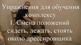 Упражнения для обучения комплексу, 1. Смена положений около дрессировщика Упражнения для обучения комплексу, 1. Смена положений около дрессировщика