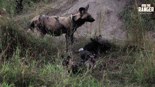 Painted Wolf/Wild Dog Den Site | Archive Footage Painted Wolf/Wild Dog Den Site | Archive Footage