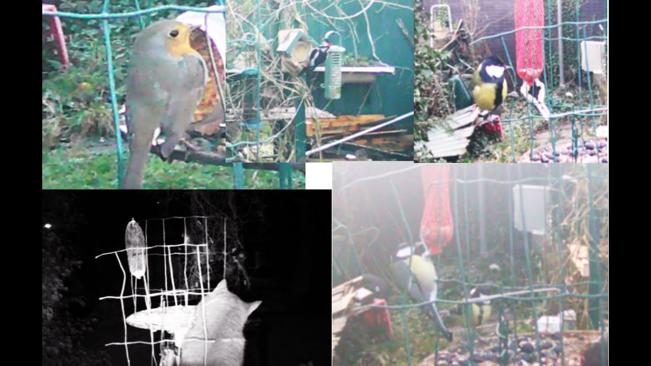 Vogels begin januari 26