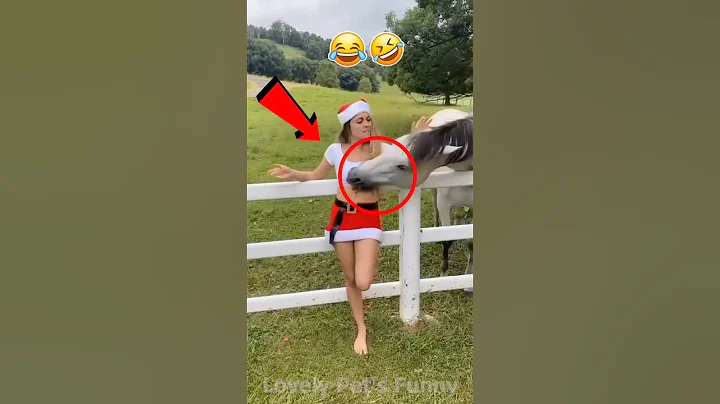 Video 10881131: laugh funny compilation, laugh cats dogs, funniest pets