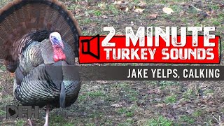 Wild Turkey Sounds: Jake Yelps and Calking  How to Use Jake Sounds to Entice Gobblers into Range