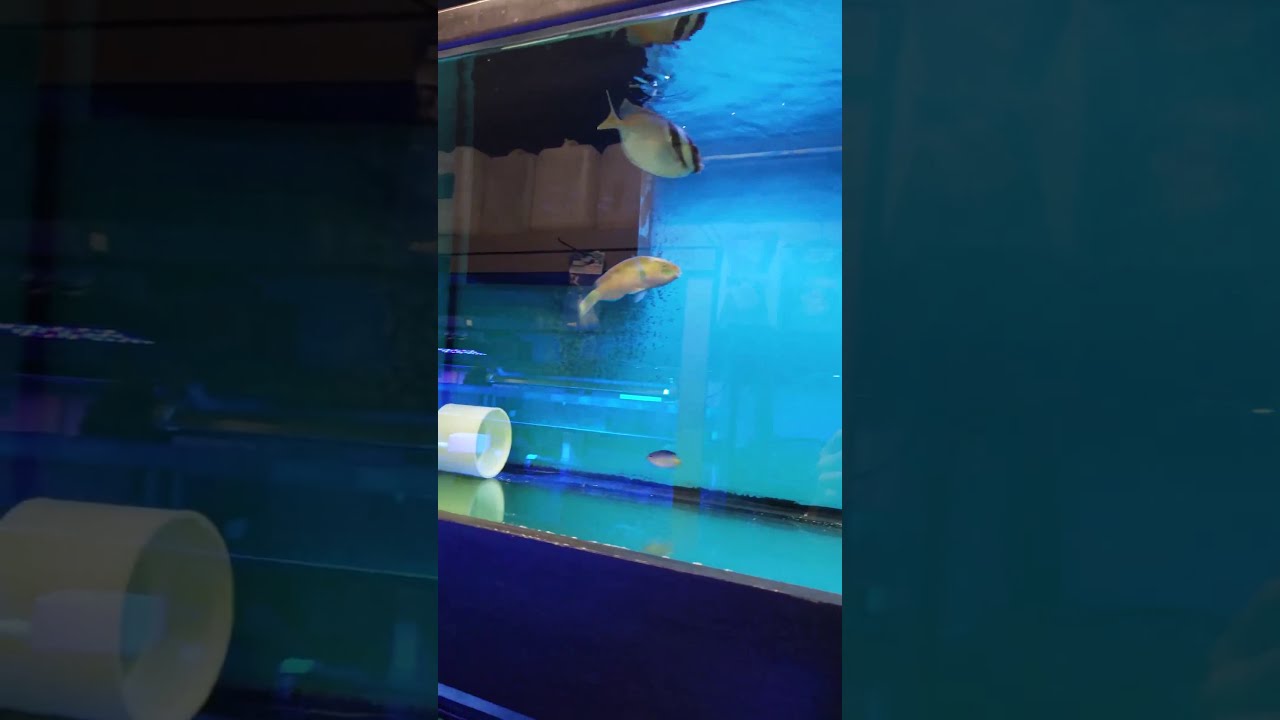 Oceanlife Aquariums Houston, Texas YouTube