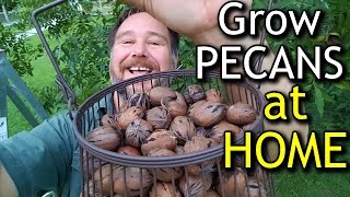 How to Grow Pecans at Home For Your Own Nut Tree Fruit 4k