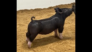 35-4 Cross Gilt