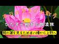 【作業向け配信】本八幡から上野恩賜公園へ朝まで歩き続ける散歩【東京散歩】【寝落ち用配信】| Walking Tokyo