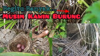 Tiba Waktunya... Musim Kawin Segala Jenis Burung Di Alam Liar