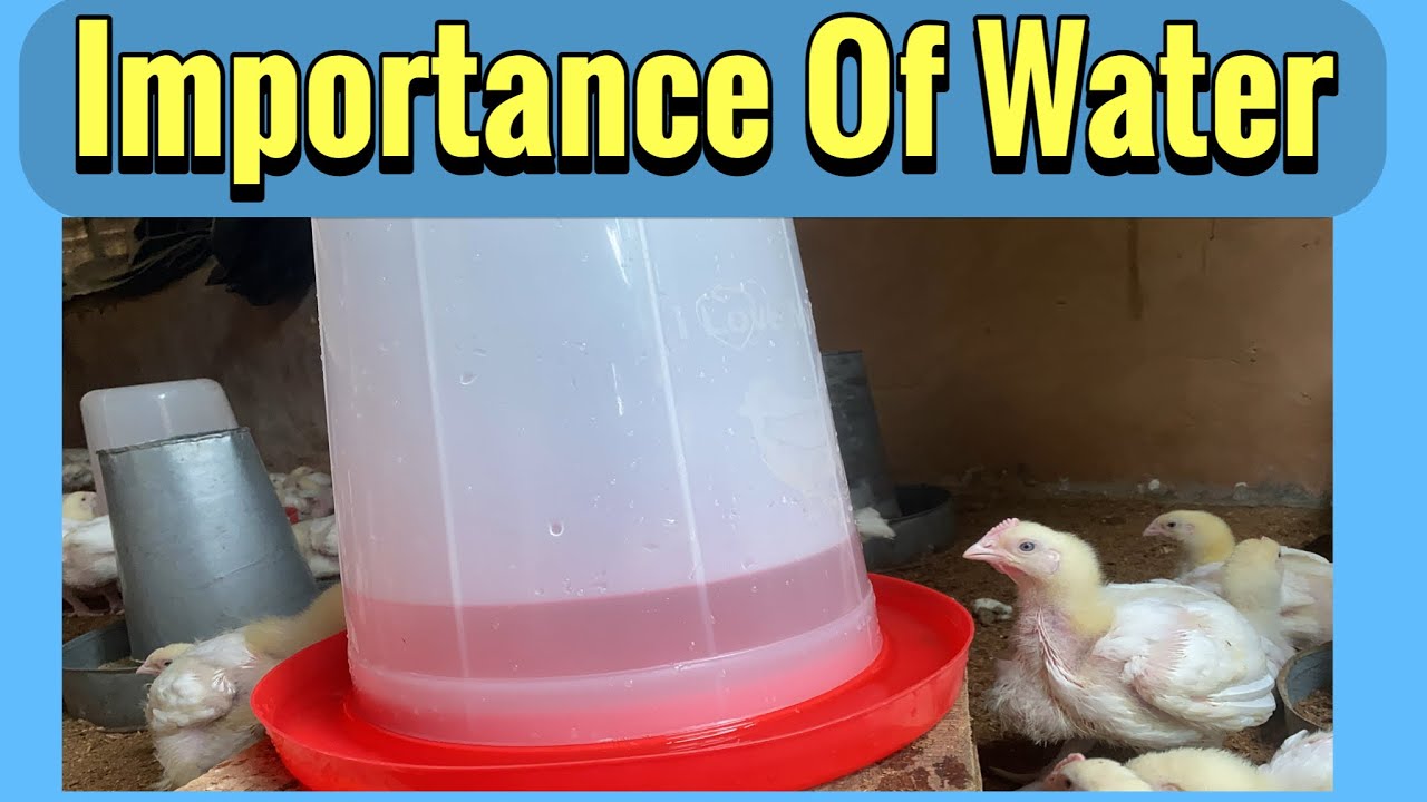 The Role of Water in Broiler Feeding & How to Maximize Intake