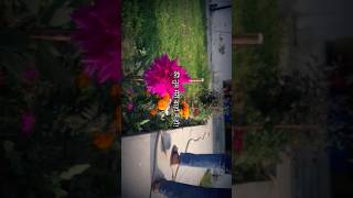 The Beauty of Agriculture Faculty ✨💐|| #agriculture #anduat #seedscience #minivlog #ytshorts #shorts