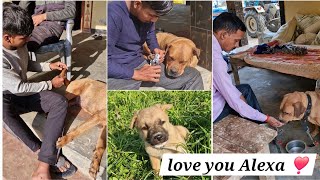 How we behave with Alexa ♡ || adarsh Tiwari vlog || Before and after when we adopt Alexa || #video