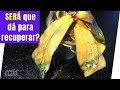 Recuperando uma ORQUIDEA PHALAENOPSIS com FOLHAS AMARELADAS e CAINDO