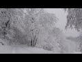 Relaxing Snowfall 2 Hours   Sound of Light Wind Breeze and Falling Snow in Forest Part 2