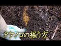 【タケノコ掘り】タケノコの探し方と掘り方【竹の子 筍】