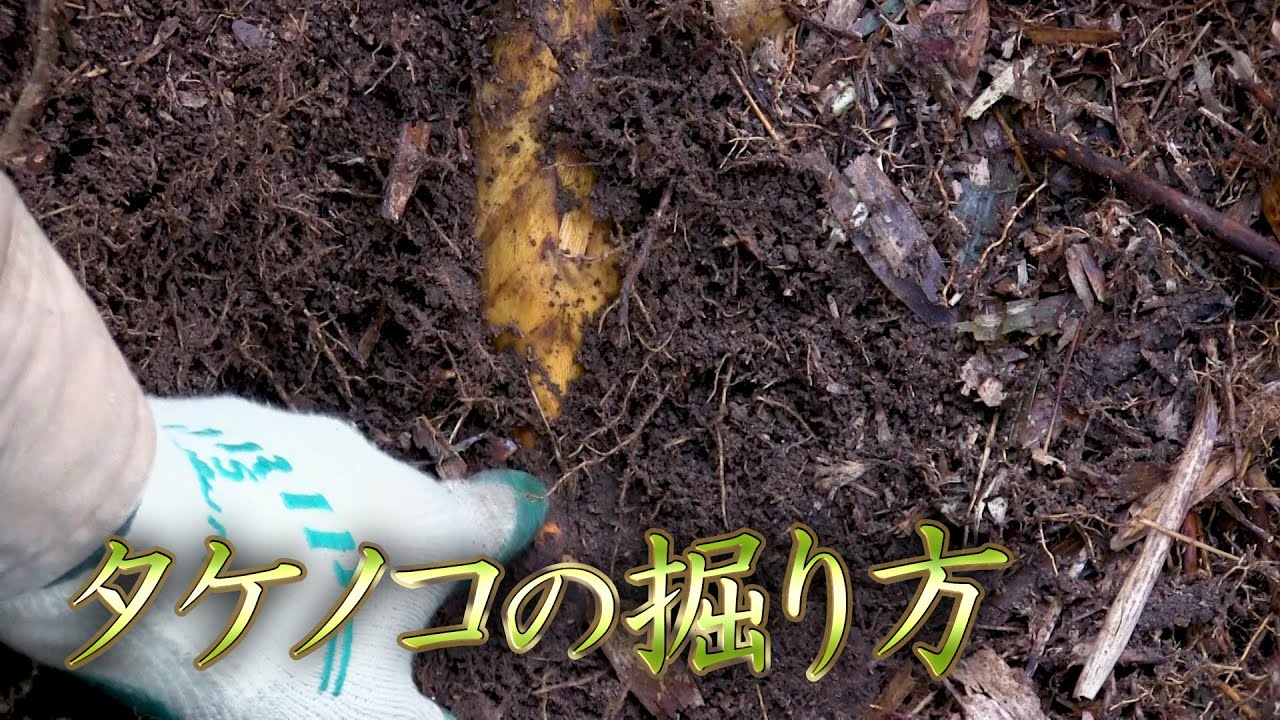 タケノコ掘り タケノコの探し方と掘り方 竹の子 筍 Youtube