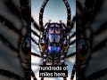 Spider Travel
