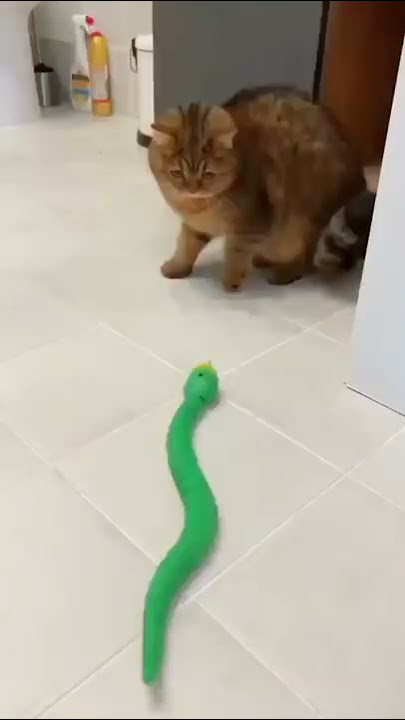 snake versus cat funny video