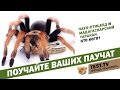 TEST.TV: Как содержать дома паука-птицееда и мадагаскарских шипучих тараканов.